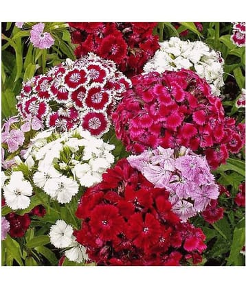 classic green earth Sweet William (Dianthus Barbatus) Flower Mix Colour Hybrid 50 Seeds For Home Gardenin with growing cocopeat