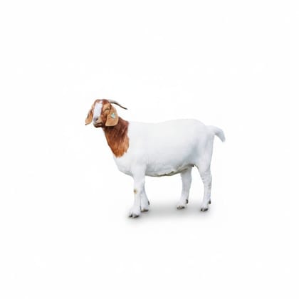 Fresh Farm Goat Meat - 10 kg - One pack of goat meat