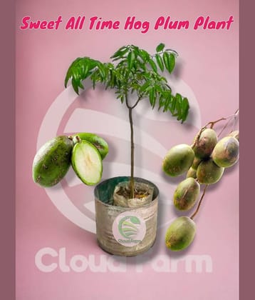 Cloud Farm Outdoor Fruit Plant ( Pack of 1 )