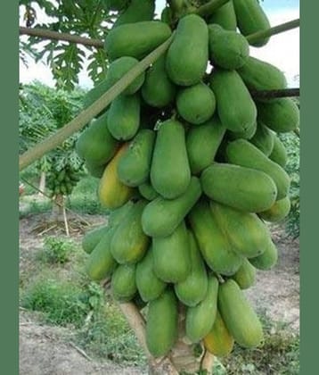 Natural garden plants Thai Papaya Hybrid Variety Dwarf Fruit Seeds (Pack of 25)