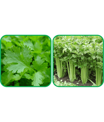Aero Seeds Celery ( 100 Seeds) And Parsley ( 100 Seeds) Vegetable Seeds Pack