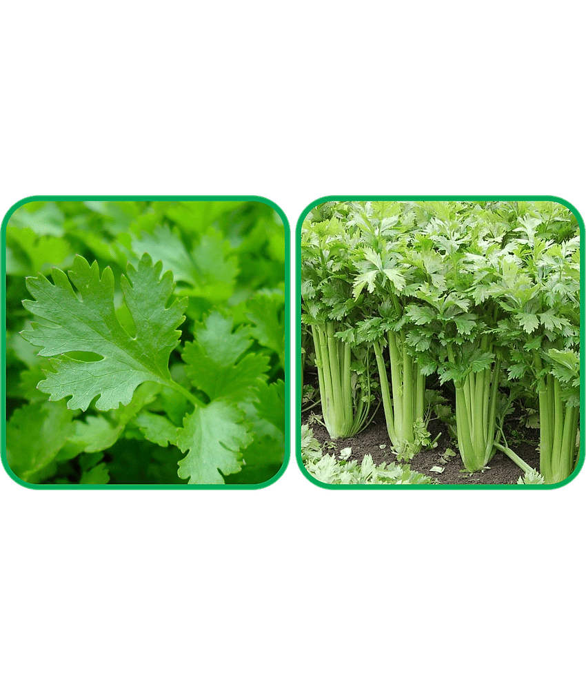 Aero Seeds Celery ( 100 Seeds) And Parsley ( 100 Seeds) Vegetable Seeds Pack