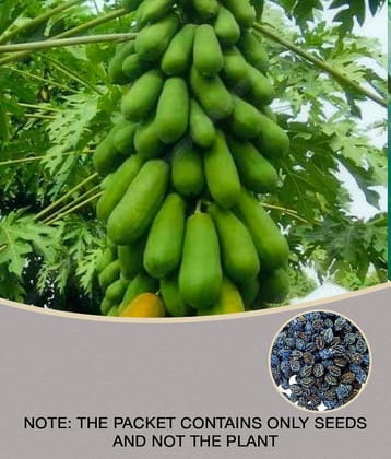 homeagro - Papaya Fruit ( 50 Seeds )