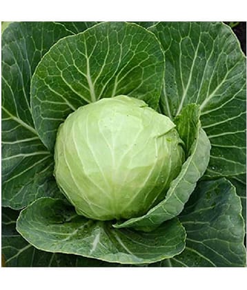 Cabbage Vegetable Seeds (Around 50 Seeds) with growing cocopeat