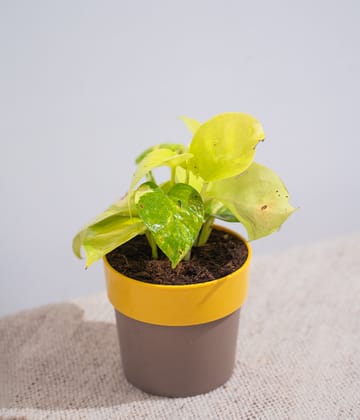 Golden Money Plant in Yellow Sunny-side Planter-Yellow
