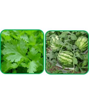 Aero Seeds Watermelon ( 30 Seeds) And Parsley ( 100 Seeds) Vegetable Seeds Pack