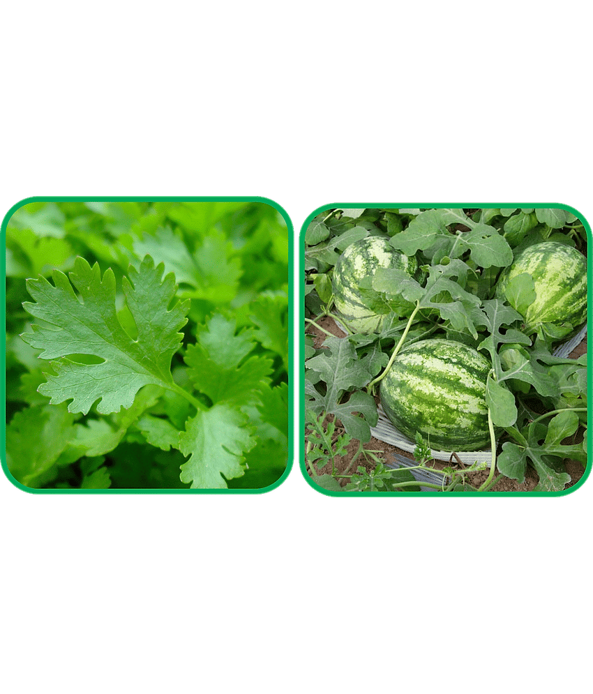 Aero Seeds Watermelon ( 30 Seeds) And Parsley ( 100 Seeds) Vegetable Seeds Pack