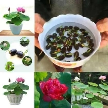 Premium Flower seeds Pack of 40-40