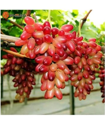 Fruit Seeds Grapes Plant - Sweet Grapes Seeds Fruit Seeds For Garden Kitchen Garden Bonsai Suitable Fruit Seeds Pack