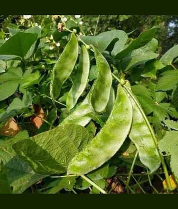 Jignisha Seeds Surti Papdi Vegetable ( 30 Seeds )