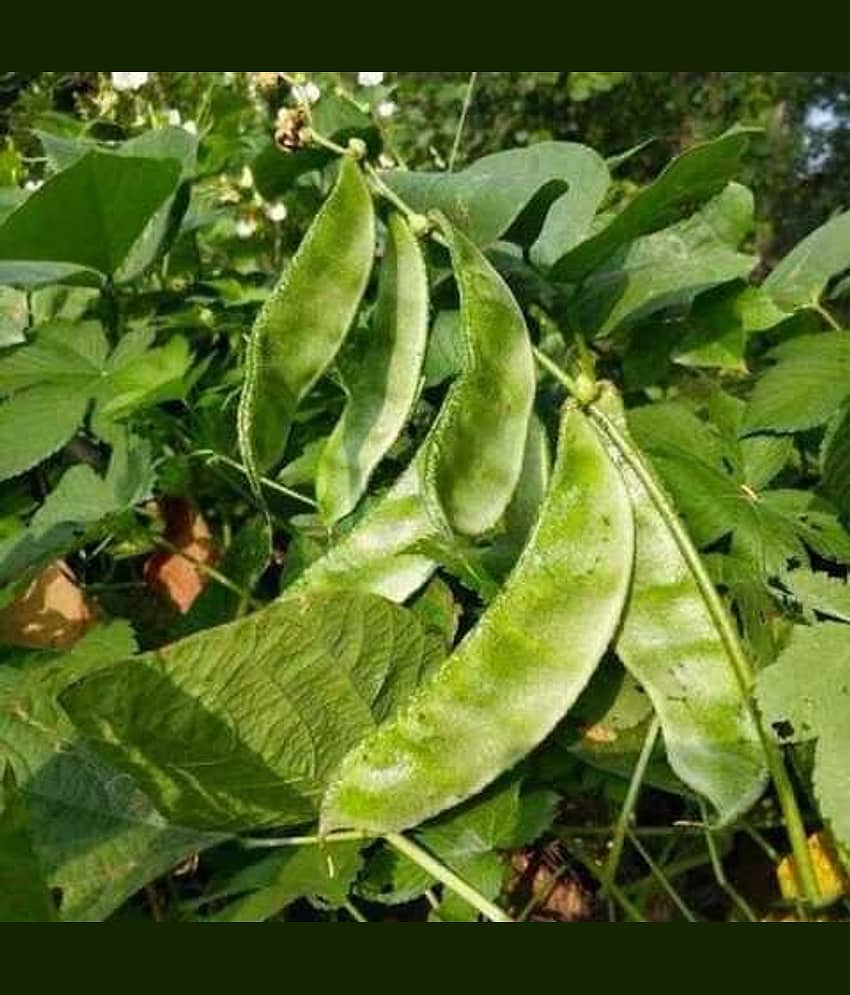 Jignisha Seeds Surti Papdi Vegetable ( 30 Seeds )