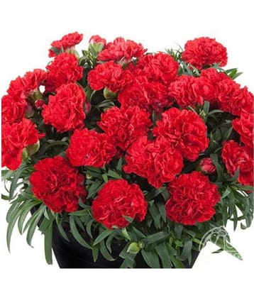 Flower Seeds : Dianthus Flower Pot Variety Plant Seeds Flower Seeds Beautiful Courtyard Perennial Plants Seeds Home Garden Plant Seeds Eco Pack Garden Plant Seeds