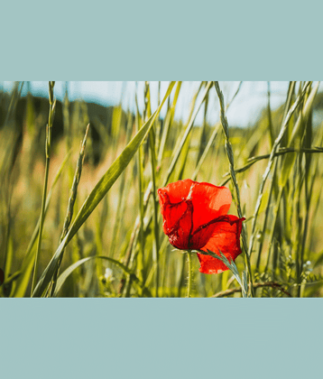 CLASSIC GREEN EARTH - Flanders Poppy Flower ( 70 Seeds )