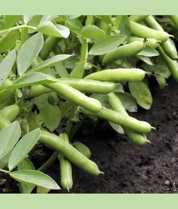 LiveNature Bakla Seeds | Fava Beans Seeds | Vegetable Plant Seeds for Home Garden & Terrace – Pack of 50 Seeds