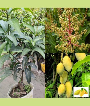 Cloud Farm Outdoor Mango Fruit Plant Pack of 1