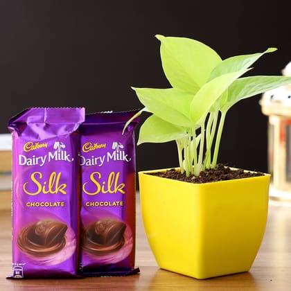 Money Plant In Yellow Pot & Cadbury Chocolates
