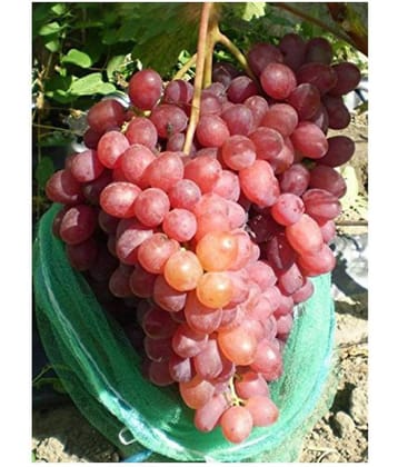 finger grapes professional seeds 25 seeds