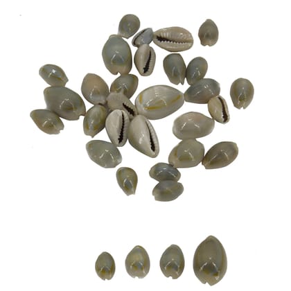 Sea Shells Cowrie For Aquarium Crafts Decoration Games Mixed Size 1 to 2 CM Long Oval White (Pack of 50 grams, 75 Pieces Approx)-1 to 2 CM Range / 75 Pieces