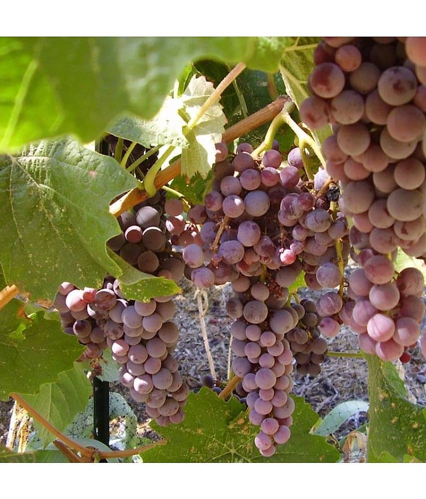 homeagro - Black Grape Fruit ( 20 Seeds )