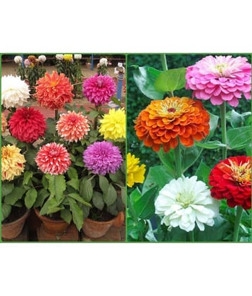 Homeagro Seeds Combo - Dahlia Mixed Flower ( 25 Seeds ) and petunia flower mix ( 50 seed)