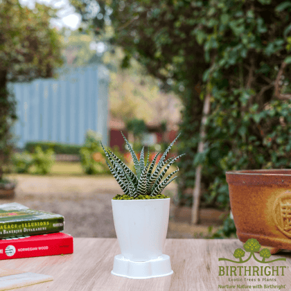Birthright || Haworthia || Plant
