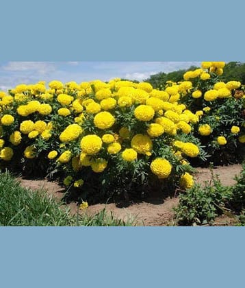 ATOZ Flower Seeds : Marigold-Dhan Basanti Flower Seeds For All Season India - Garden Flower Seeds Pack