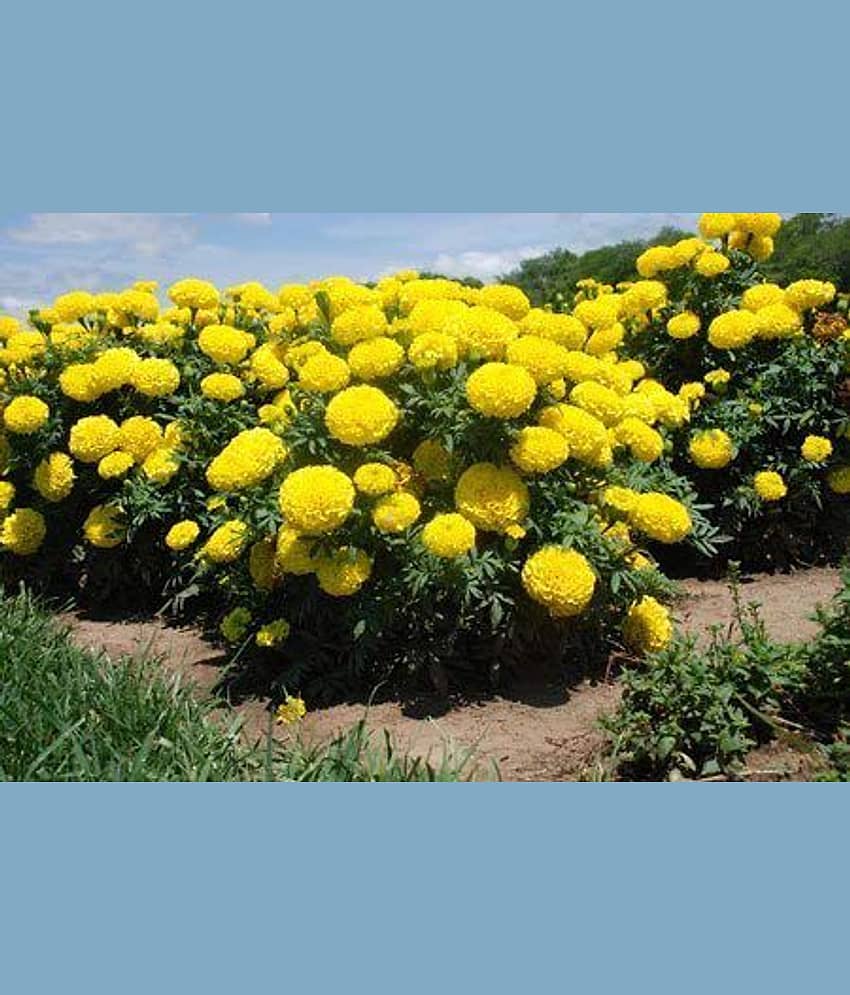 ATOZ Flower Seeds : Marigold-Dhan Basanti Flower Seeds For All Season India - Garden Flower Seeds Pack