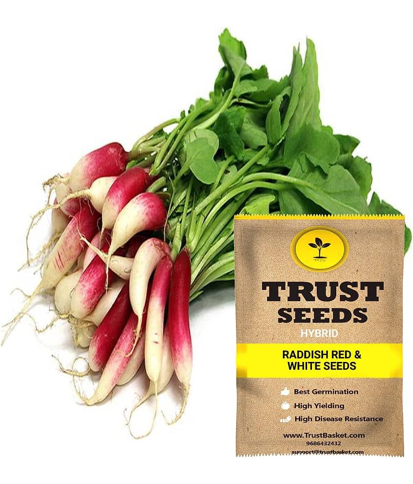 TrustBasket Raddish Red Vegetable Seeds Green (15 Seeds)