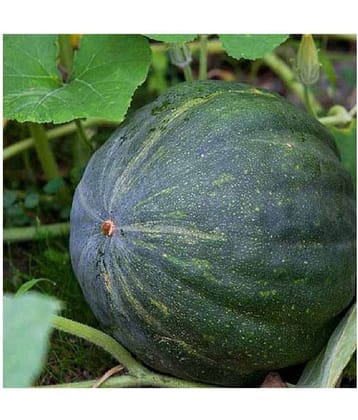 Pumpkin F1 Hybrid Bheema 20 Seeds