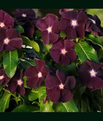 VINCA BLACK PURPLE FLOWER SEEDS (AVG 30-50) SEEDS X 1 PACKET with free cocopeat soil and user manual