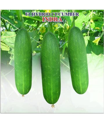 Iris F1 Hybrid Cucumber Indra (40 Seeds)