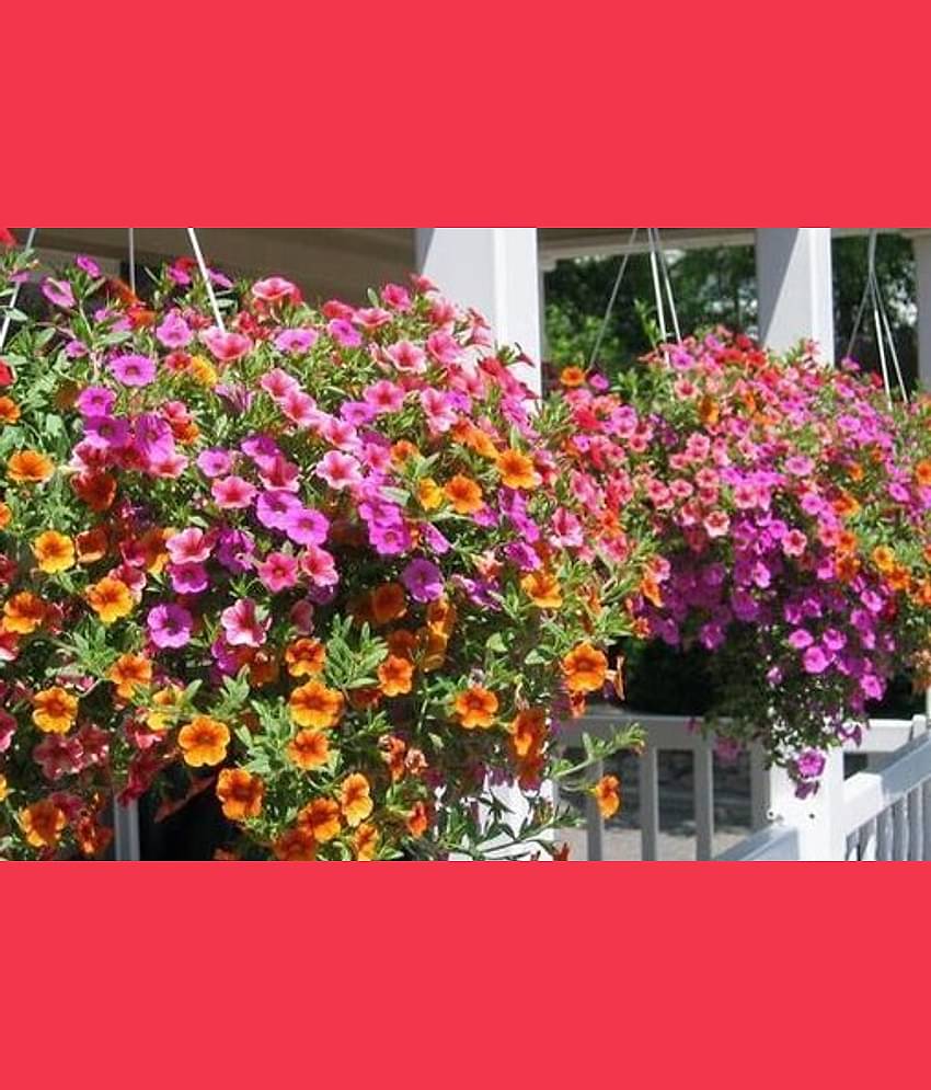 PETUNIA MIX COLOR FLOWER SEED ( PACK OF 50 SEED)