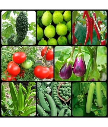 8 Variety of Vegetable Seeds combo - 70 + seed with Instruction Manual