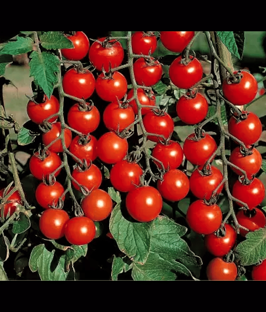CLASSIC GREEN EARTH - Tomato Vegetable ( 60 Seeds )