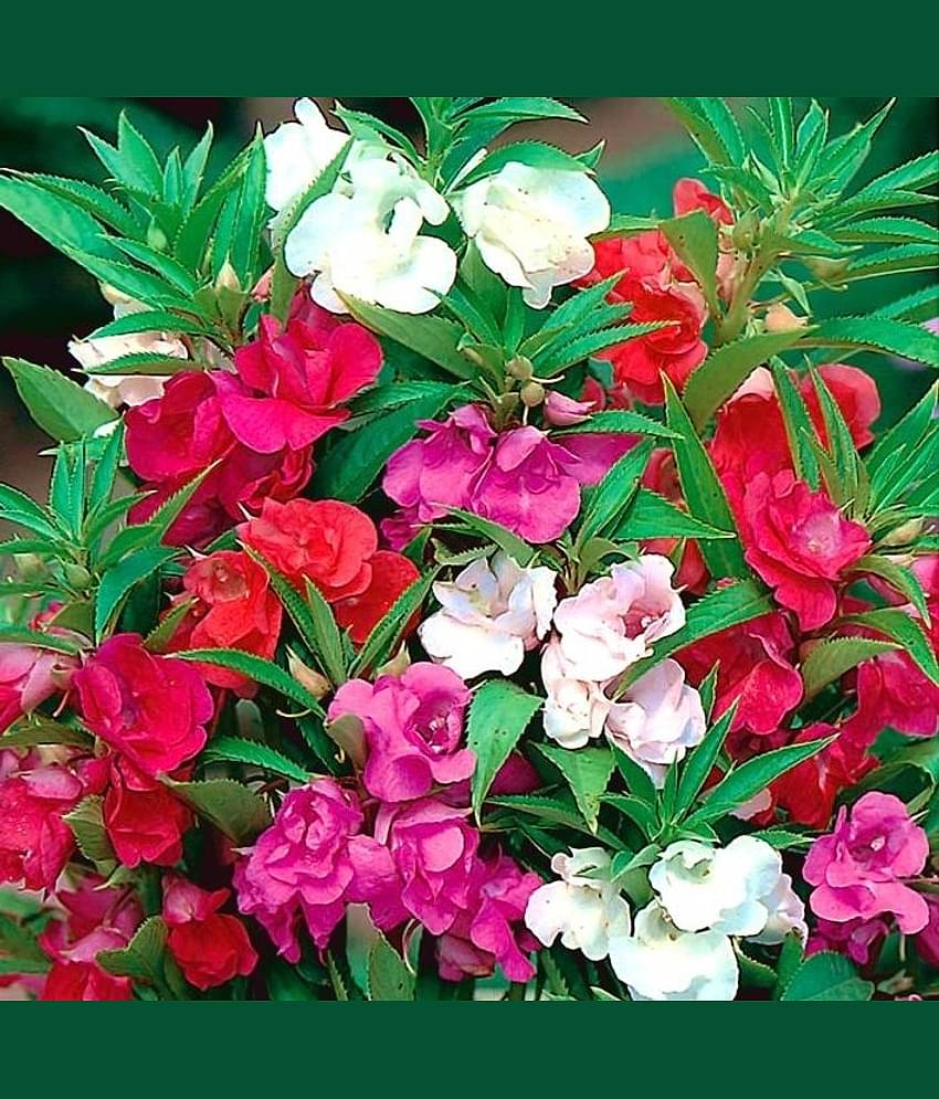 homeagro - Balsam Mixed Flower ( 25 Seeds )