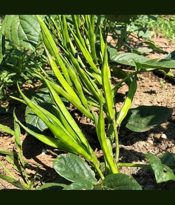 Jignisha Seeds Hybrid Guar Falli Vegetable ( 50 Seeds )
