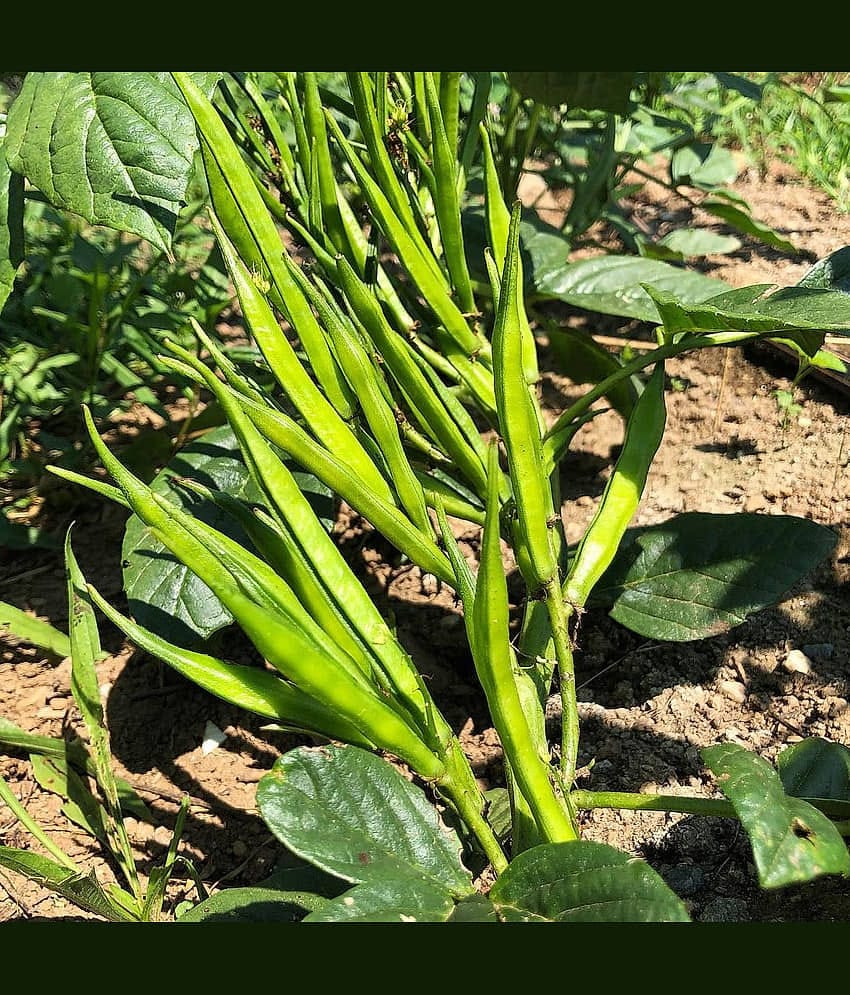 Jignisha Seeds Hybrid Guar Falli Vegetable ( 50 Seeds )