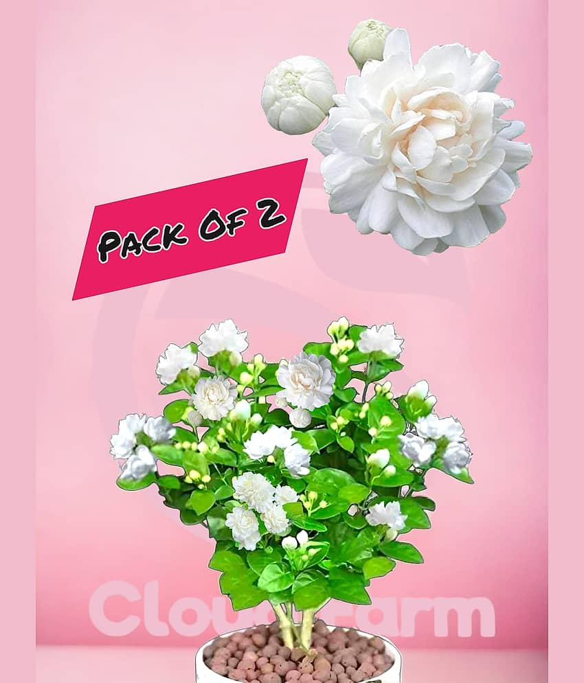 Cloud Farm Outdoor Flower Plant ( Pack of 2 )