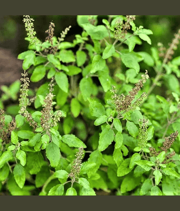 Jignisha Seeds Tulsi (Holy Basil) Herb ( 100 Seeds )
