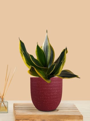 Lotus Golden Snake Plant (Small) in Eco Pot Lotus Golden Snake Plant (Small) in Eco Pot