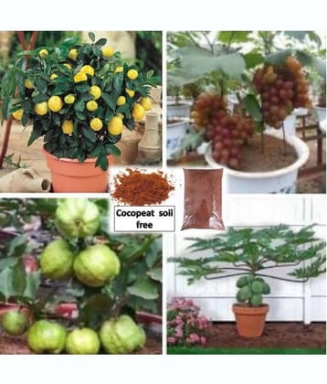 pack of 4 fruit seeds (GUAVA GRAPES PAPAYA LEMON ) 5 - 5 SEEDS OF EACH ONE FRUIT WITH MANUAL + cocopeat soil free