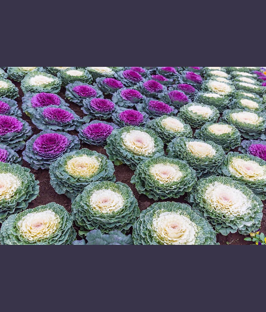 Flowering Kale Seeds Pack Of 30 Seeds