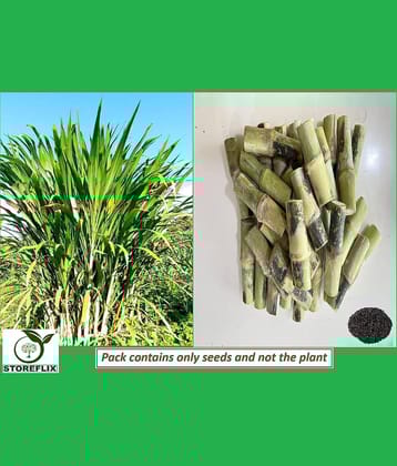STOREFLIX Jumbo Grass Grass ( 1000 Seeds )