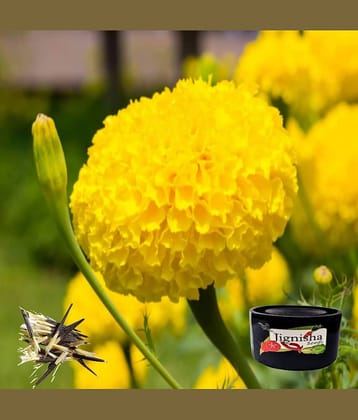 Marigold (Genda Phool) Yellow Color Flower Seeds Pack Of 50 | Indoor And Outdoor | for Planting in Home Kitchen Terrace Balcony Gardening