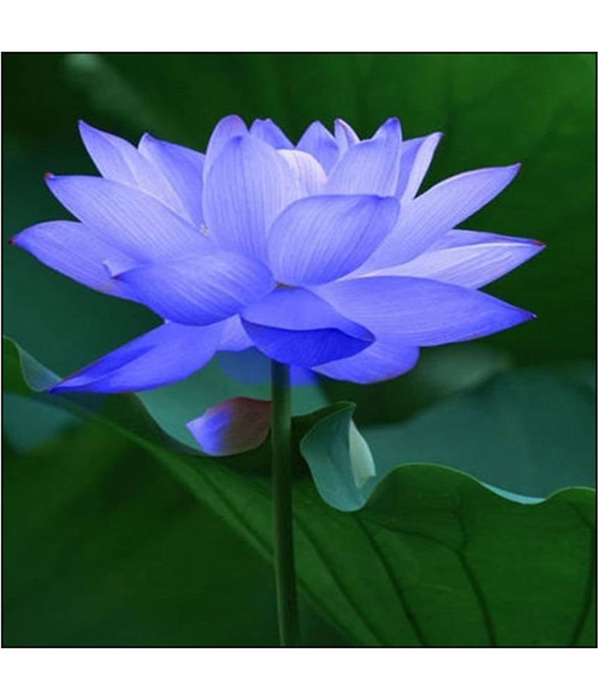 Futaba Blue Bowl Lotus Seeds Flower Seeds