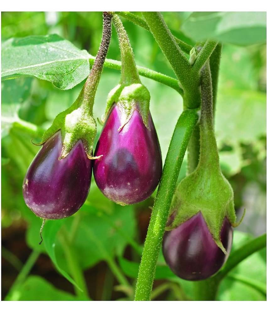 GREEN INDIA FREES PURPLE BRINJAL HYBRID 100% ORIGINAL SEEDS