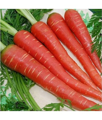 STOREFLIX CARROT RED Seed (200 per packet) WITH USER MANUAL