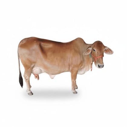 Live Dairy Cow - 19 kg - One live dairy cow