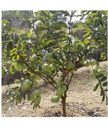 CLASSIC GREEN EARTH - Guava Fruit ( 100 Seeds )