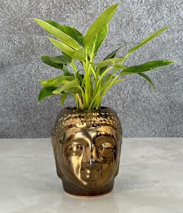 Philodendron Birkin in Buddha Ceremic Planter